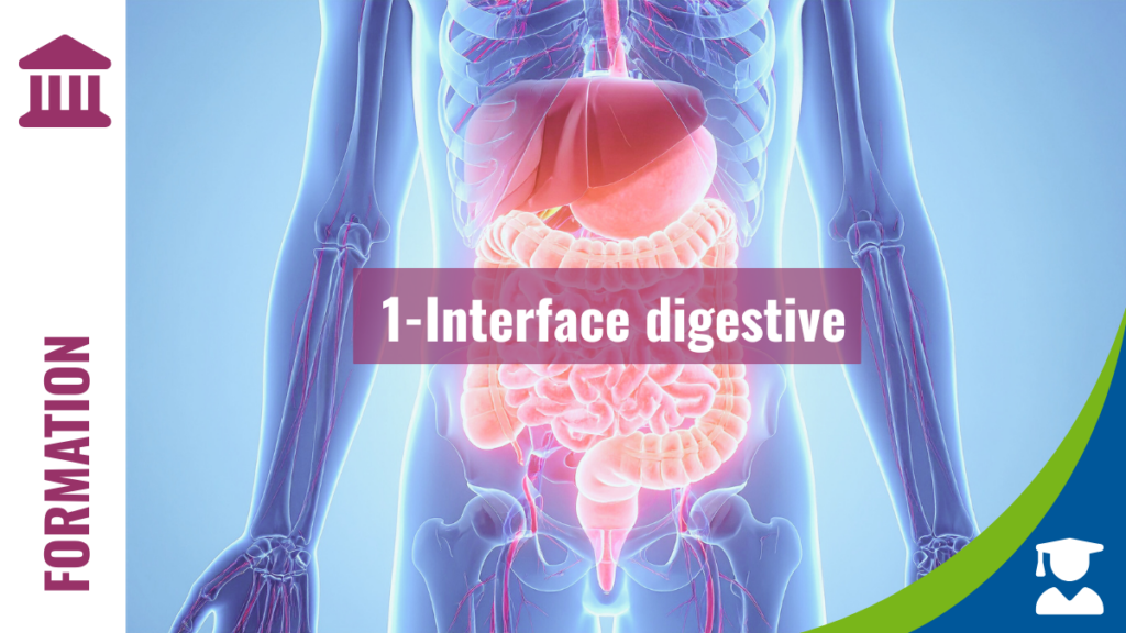 FONDAMENTALES M1 - Interface digestive