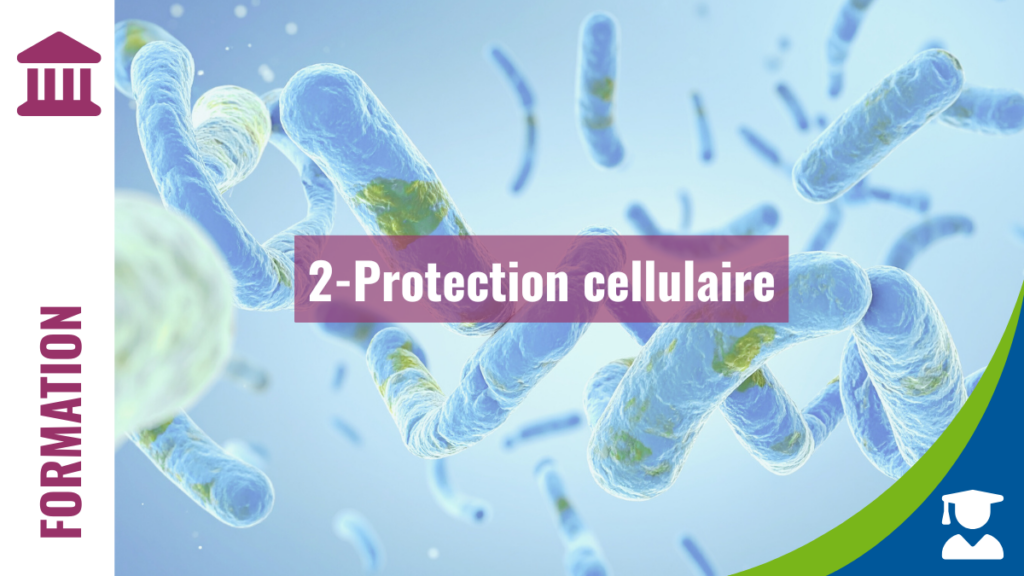 FONDAMENTALES M2 - Protection cellulaire